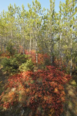 Colourful forest part two