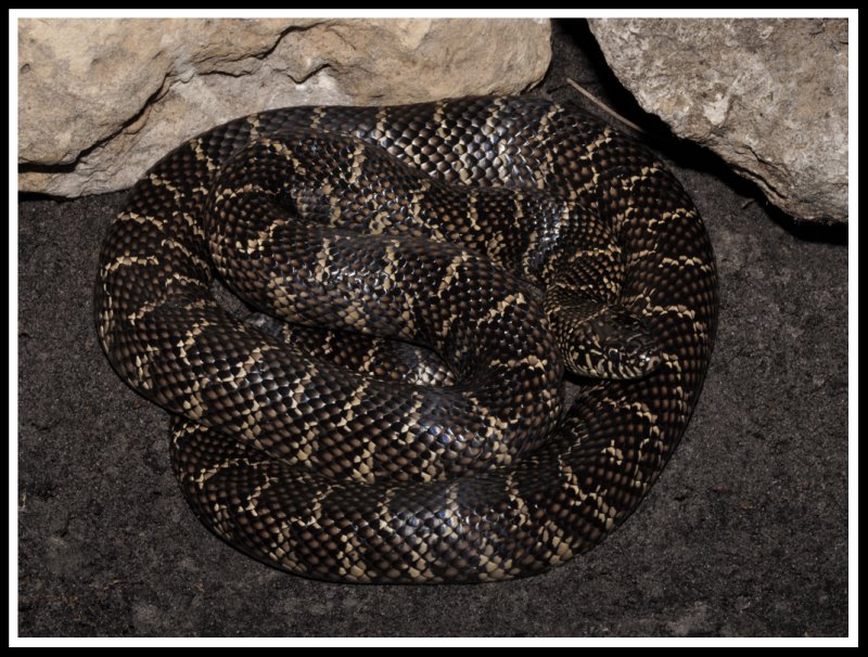 Florida Kingsnake (Lampropeltis getulus floridana)