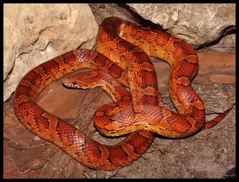 Red Rat Snake (Elaphe guttata guttata)