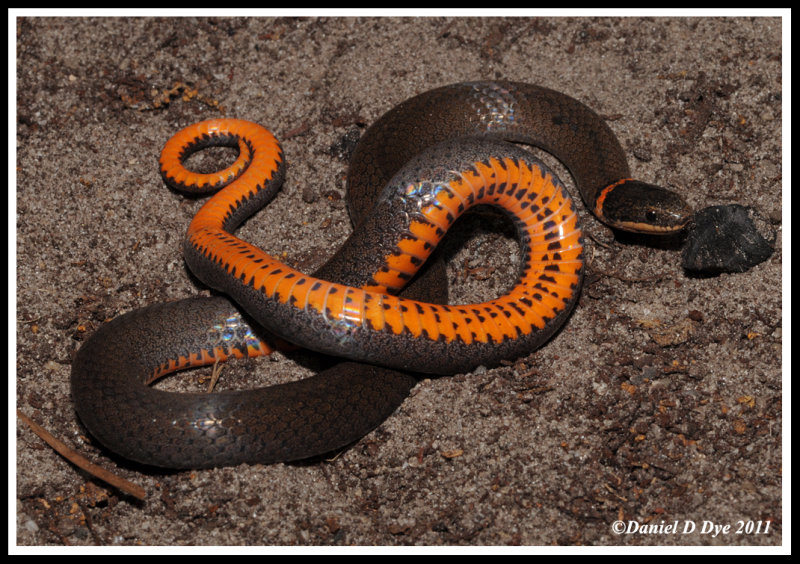 Southern Ringneck Snake (Diadophis punctatus)
