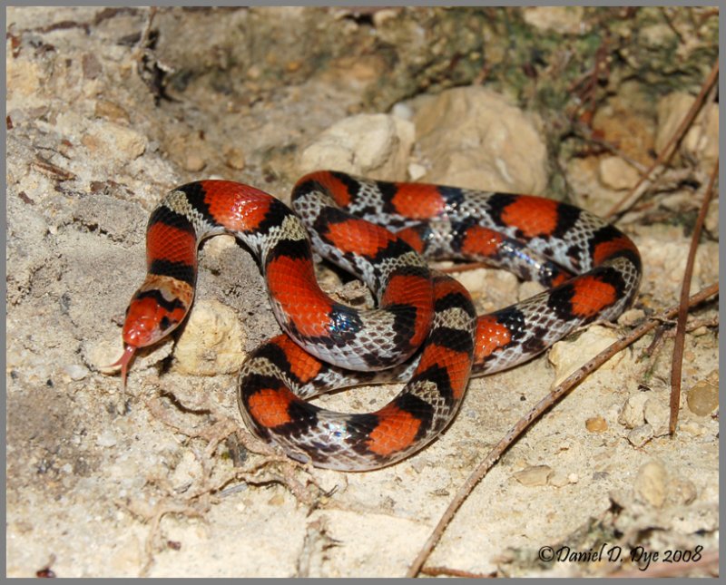 Scarlet Snake (Cemophora coccinea copei)