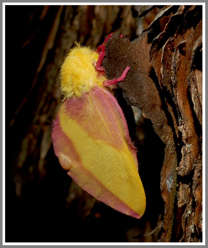 Rosy Maple Moth (Dryocampa rubicunda)