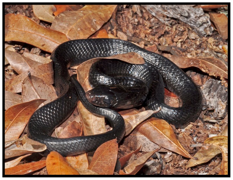 Eastern Indigo (Drymarchon couperi)