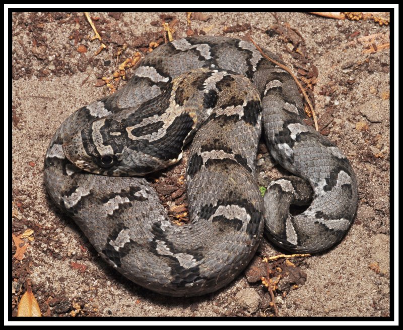 Eastern Hognose (Heterodon platyrhinos)