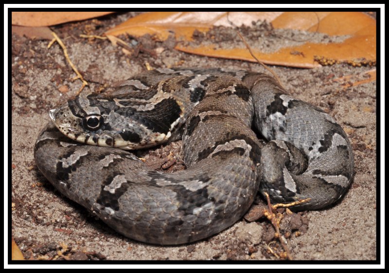 Eastern Hognose (Heterodon platyrhinos)
