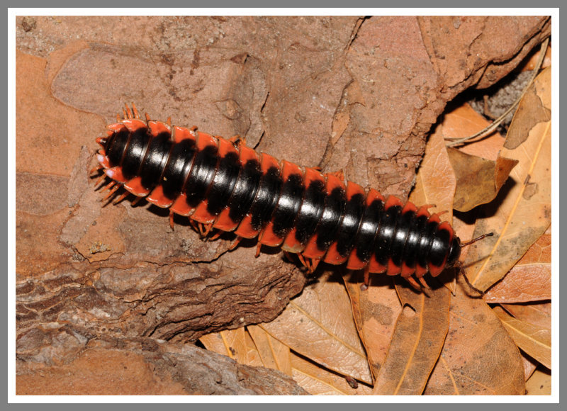 Red-Sided Flat Millipede (Sigmoria aberrans)