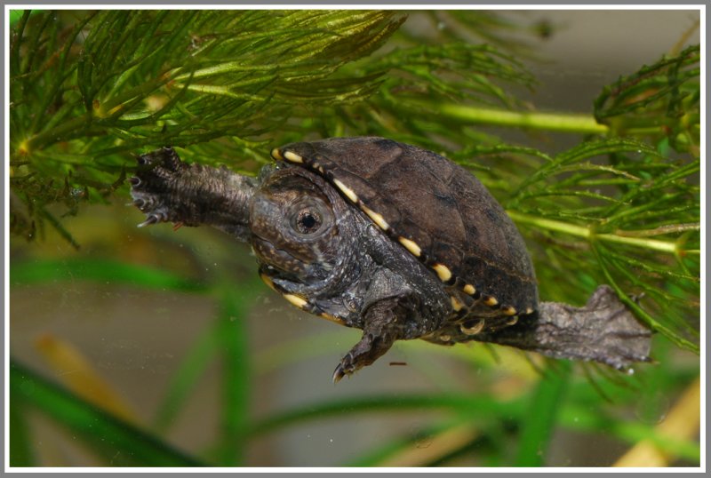 Florida Mud Turtle (Kinosternon steindachneri)