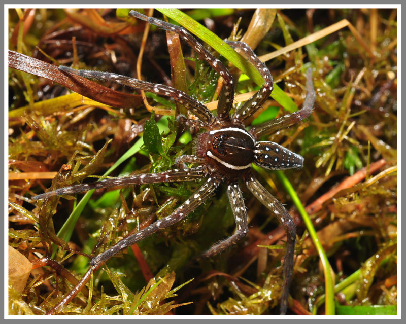 Sixspotted Fishing Spider (Dolomedes triton)