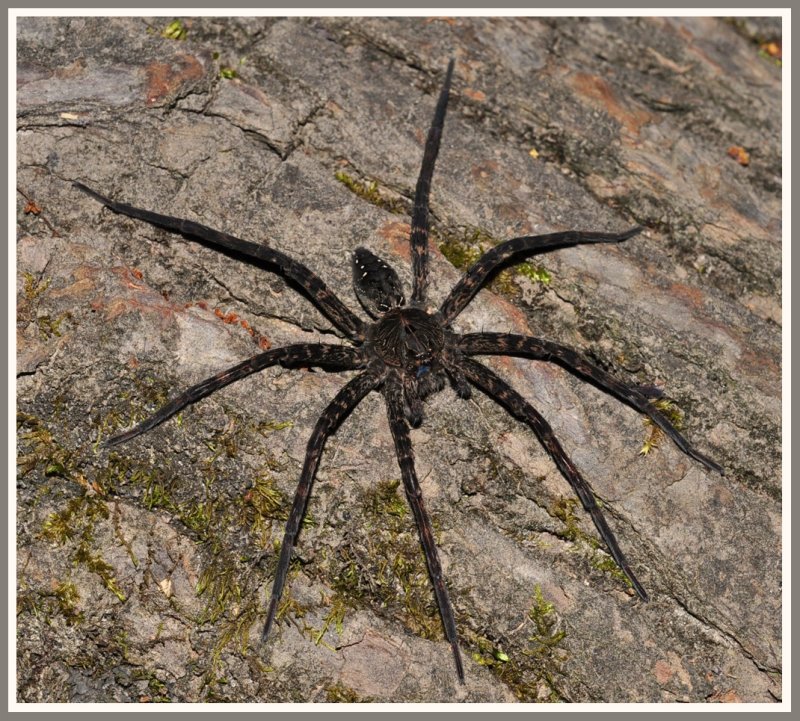Fishing Spider (Dolomedes vittatus)