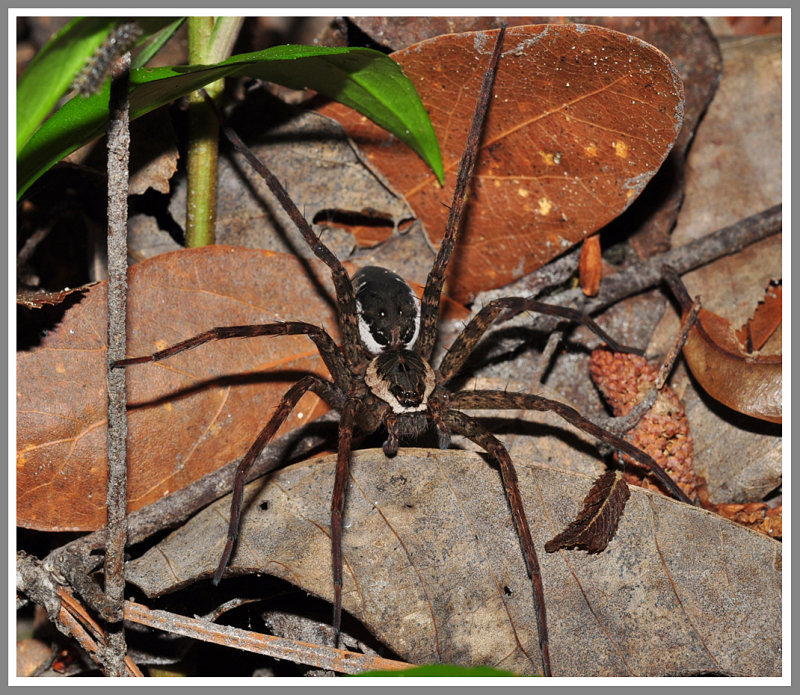 Fishing Spider (Dolomedes vittatus)
