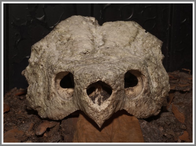 Alligator Snapping Turtle Skull (Macrochelys temminckii)