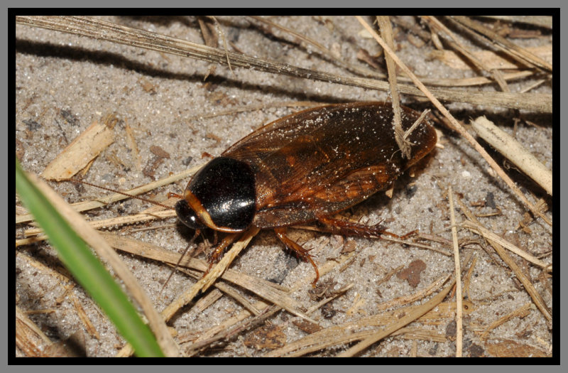 Surinam Cockroach (Pycnoscelus surinamensis)