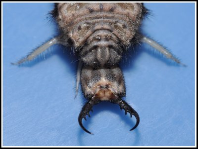 Antlion (Vella americana)