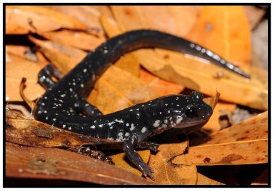 Slimy Salamander (Plethodon grobmani)