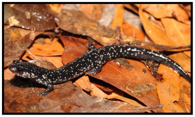 Slimy Salamander (Plethodon grobmani)