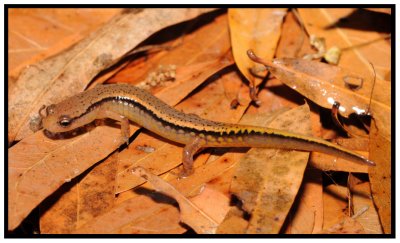 Southern Two-lined Salamander (Eurycea cirrigera)