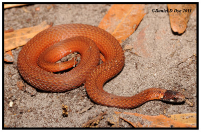 Florida Red-bellied Snake (Storeria occipitomaculata obscura)