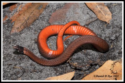 Florida Red-bellied Snake (Storeria occipitomaculata obscura)