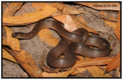 Rough Earth Snake (Virginia striatula)