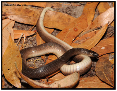 Rough Earth Snake (Virginia striatula)