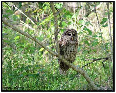 Barred Owl (Strix varia)