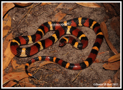 Scarlet King Snake (Lampropeltis triangulum elapsoides)