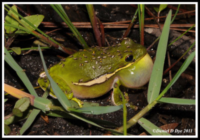 Green Treefrog (Hyla cinerea)