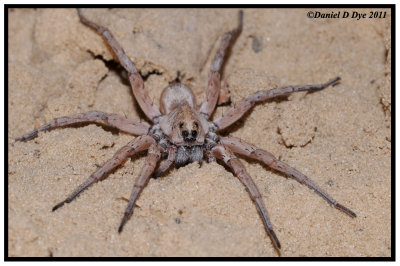 Carolina Wolf Spider (Hogna carolinensis)