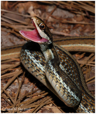 Ribbon Snake (Thamnophis sauritus sauritus)