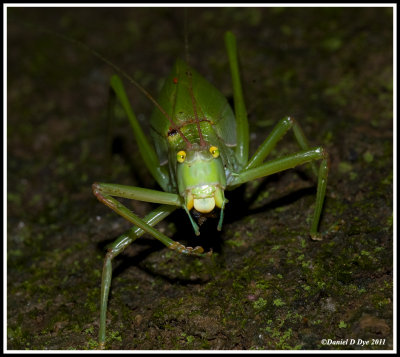 CommonTrue Katydid (Pterophylla camellifolia)