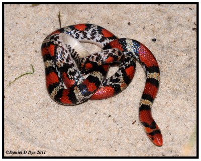 Scarlet Snake (Cemophora coccinea copei)