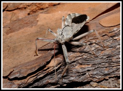 Wheel Bug (Arilus cristatus)
