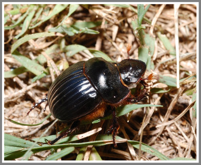 Scarab Beetle - Dung Beetle (Dichotomius carolinus)