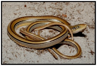 Mimic Glass Lizard (Ophisaurus mimicus)