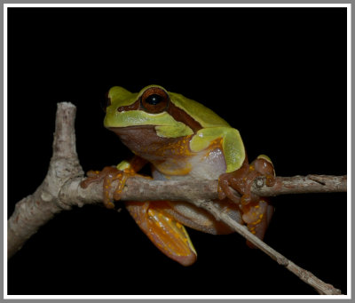 Pine Barrens Tree Frog (Hyla andersonii)