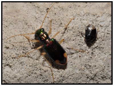 Tiger Beetle - Carolina Tiger Beetle (Tetracha carolina) and Burrower Bug (Pangaeus bilineatus)