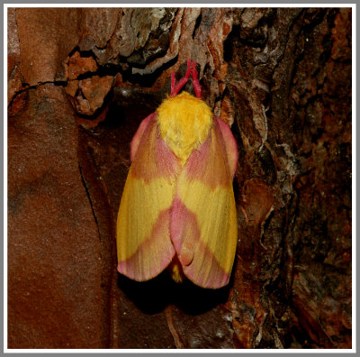 Rosy Maple Moth (Dryocampa rubicunda)