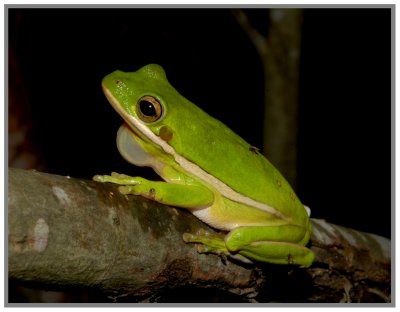 Green Treefrog (Hyla cinerea)