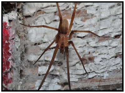 Male Southern Crevice Spider (Kukulcania hibernalis)