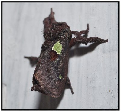 Spiny Oak-Slug Moth (Euclea delphinii)
