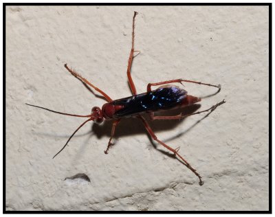 Spider Wasp (Tachypompilus ferrugineus)