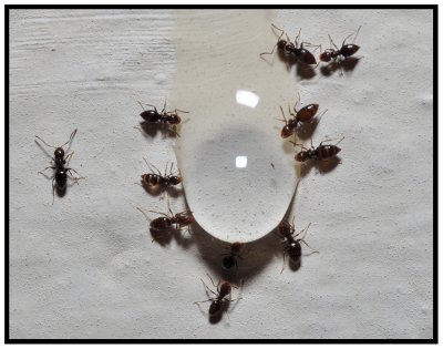 Rover Ant (Brachymyrmex spp.)