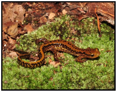 Longtail Salamander (Eurycea longicauda)