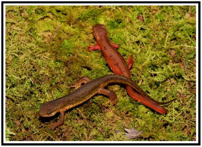 Red-Spotted Newt (Notophthalmus viridescens)