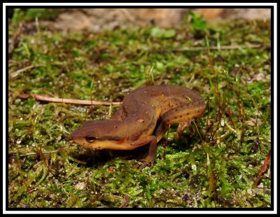 Central Newt (Notophthalmus viridescens lousianensis)