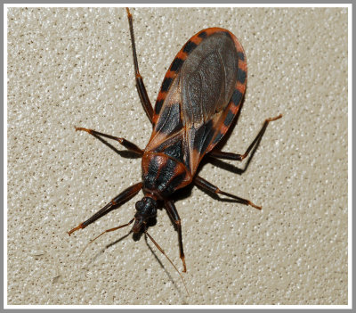 Conenose Bug-Kissing Bug (Triatoma lecticularia)