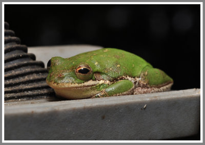 Squirrel Treefrog (Hyla squirella)