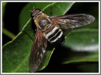 Progressive Bee Fly (Exoprosopa fasciata)
