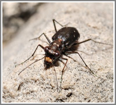 Tiger Beetle (Cicindela punctulata)