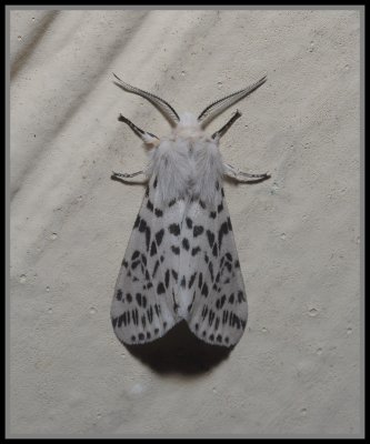 Fall Webworm Moth (Hyphantria cunea)